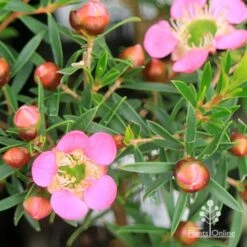 Leptospermum Tickled Pink -Australian Plants Online Sales apo tickled pink leptospermum flower buds 1
