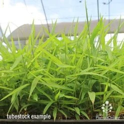 Tiger Grass - Thysanolaena -Australian Plants Online Sales apo tiger grass tray of tubestock