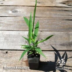 Tiger Grass - Thysanolaena -Australian Plants Online Sales apo tiger grass tubestock top