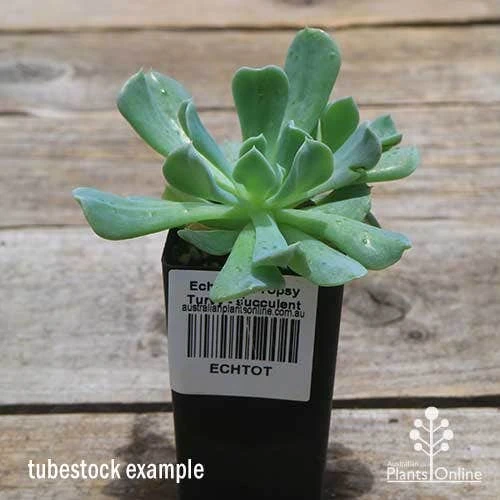 Echeveria Topsy Turvy - Succulent 11 Echeveria Topsy Turvy - Succulent - Image 9