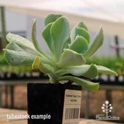 Echeveria Topsy Turvy - Succulent 19 Echeveria Topsy Turvy - Succulent -Australian Plants Online Sales apo topsy tubestock