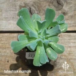 Echeveria Topsy Turvy - Succulent 15 Echeveria Topsy Turvy - Succulent -Australian Plants Online Sales apo topsy tubestock top
