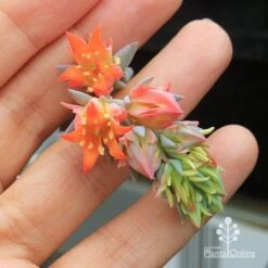 Echeveria Topsy Turvy - Succulent 16 Echeveria Topsy Turvy - Succulent -Australian Plants Online Sales apo topsy turvy flowersize
