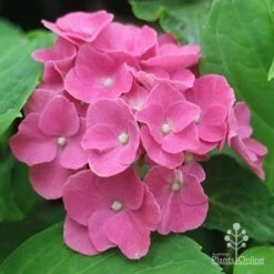Hydrangea President R Touchard -Australian Plants Online Sales apo touchard hydrangea alkaline