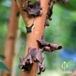 Tristaniopsis Luscious - Water Gum -Australian Plants Online Sales apo tristaniopsis bark peel