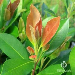 Tristaniopsis Luscious - Water Gum -Australian Plants Online Sales apo tristaniopsis luscious winter new leaf