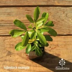 Choisya - Mexican Orange Blossom -Australian Plants Online Sales apo tubestock choisya top