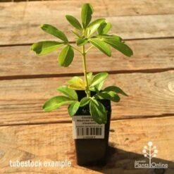 Choisya - Mexican Orange Blossom -Australian Plants Online Sales apo tubestock choisya2