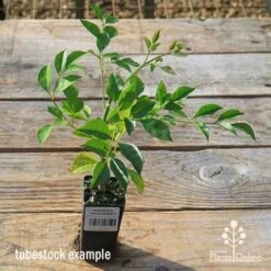 Radermachera Everlasting Beauty -Australian Plants Online Sales apo tubestock everlasting beauty