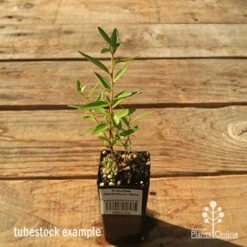 Grevillea Canterbury Gold -Australian Plants Online Sales apo tubestock grevillea canterbury gold