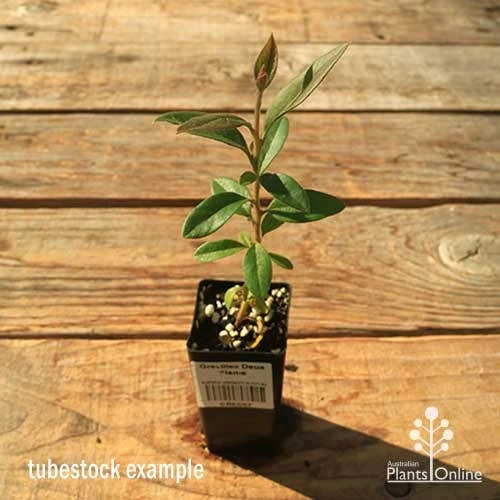 Grevillea Deua Flame 9 Grevillea Deua Flame - Image 7