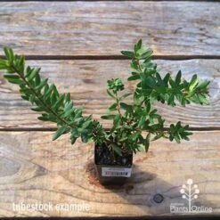 Grevillea Knockout -Australian Plants Online Sales apo tubestock grevillea knockout top