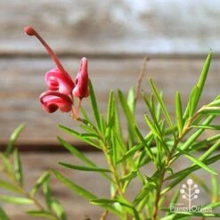 Grevillea Liliane -Australian Plants Online Sales apo tubestock grevillea liliane flower close