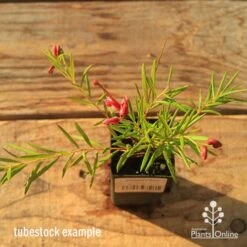 Grevillea Liliane -Australian Plants Online Sales apo tubestock grevillea liliane top