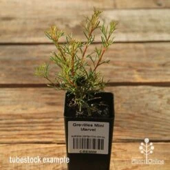 Australian Plants Online Sales -Australian Plants Online Sales apo tubestock grevillea mini marvel