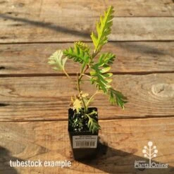 Grevillea Robyn Gordon -Australian Plants Online Sales apo tubestock grevillea robyn gordon