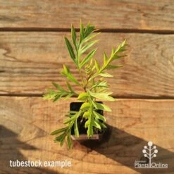 Grevillea Superb -Australian Plants Online Sales apo tubestock grevillea superb top