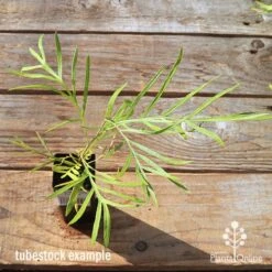 Grevillea Yamba Sunshine -Australian Plants Online Sales apo tubestock grevillea yamba sunshine top