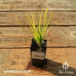 Lomandra Lime Tuff -Australian Plants Online Sales apo tubestock lomandra lime tuff