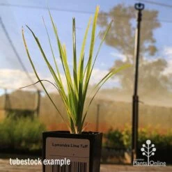 Lomandra Lime Tuff -Australian Plants Online Sales apo tubestock lomandra lime tuff nursery