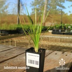 Lomandra Lime Tuff -Australian Plants Online Sales apo tubestock lomandra lime tuff sky