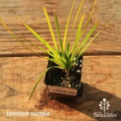 Lomandra Lime Tuff -Australian Plants Online Sales apo tubestock lomandra lime tuff top