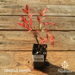 Nandina Moonbay -Australian Plants Online Sales apo tubestock nandina moonbay