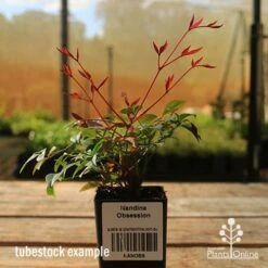 Nandina Obsession -Australian Plants Online Sales apo tubestock obsession