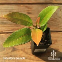 Elaeocarpus Prima Donna - Blueberry Ash 17 Elaeocarpus Prima Donna - Blueberry Ash -Australian Plants Online Sales apo tubestock prima donna top