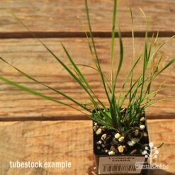 Lomandra SHARA -Australian Plants Online Sales apo tubestock shara top