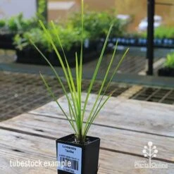 Lomandra Tanika -Australian Plants Online Sales apo tubestock tanika side