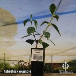Tibouchina Illusion -Australian Plants Online Sales apo tubestock tibuchina illusion