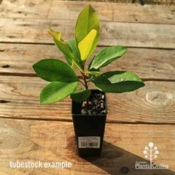 Tristaniopsis Luscious - Water Gum -Australian Plants Online Sales apo tubestock tristaniopsis