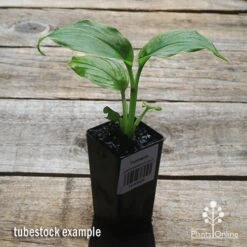 Turmeric -Australian Plants Online Sales apo turmeric tubestock plant