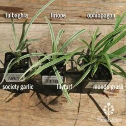 Liriope Silverlawn -Australian Plants Online Sales apo variegated grass comparison 2