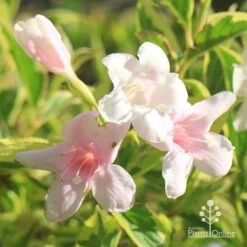 Weigela Variegated -Australian Plants Online Sales apo variegated weigela flowers