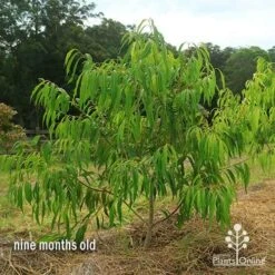 Waterhousea Sweeper - Weeping Lilly Pilly -Australian Plants Online Sales apo waterhousea sweeper 2