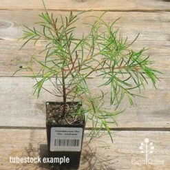 Chamelaucium Cha Cha - Waxflower -Australian Plants Online Sales apo wax cha cha