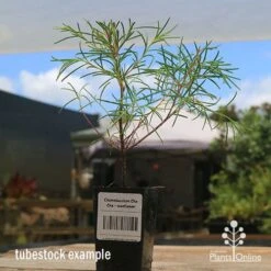 Chamelaucium Cha Cha - Waxflower -Australian Plants Online Sales apo wax cha cha tubestock