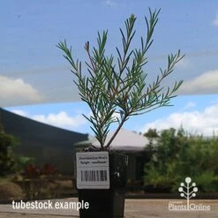 Chamelaucium Nina's Delight - Waxflower 16 Chamelaucium Nina's Delight - Waxflower -Australian Plants Online Sales apo wax ninas delight tubestock2