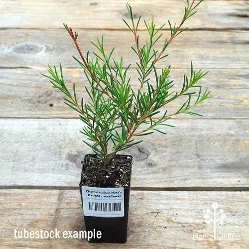 Chamelaucium Nina's Delight - Waxflower 4 Chamelaucium Nina's Delight - Waxflower - Image 2