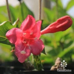 Weigela Eva Rathke -Australian Plants Online Sales apo weigela eva rathke flower and bud