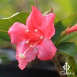 Weigela Eva Rathke -Australian Plants Online Sales apo weigela eva rathke flower closeup