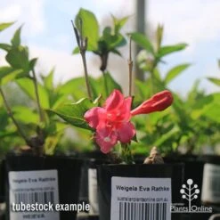 Weigela Eva Rathke -Australian Plants Online Sales apo weigela eva rathke tubestock in flower