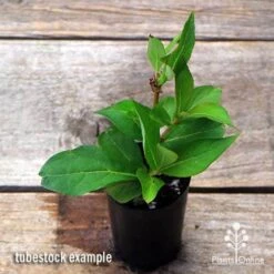 Weigela Eva Rathke -Australian Plants Online Sales apo weigela eva rathke tubestock top