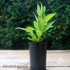 Weigela Eva Rathke -Australian Plants Online Sales apo weigela eva rathke tubetock