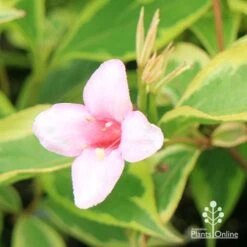 Weigela Variegated -Australian Plants Online Sales apo weigela variegated flower