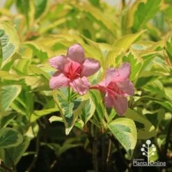 Weigela Variegated -Australian Plants Online Sales apo weigela variegated flowers