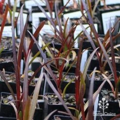 Crinum Wine Time - Swamp Lily 13 Crinum Wine Time - Swamp Lily -Australian Plants Online Sales apo wine time tubestocks and fly