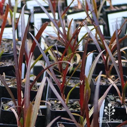 Crinum Wine Time - Swamp Lily 8 Crinum Wine Time - Swamp Lily - Image 6